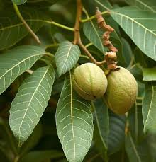 Image result for Carya illinoinensis
