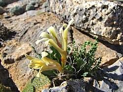 Image result for Babiana bainesii