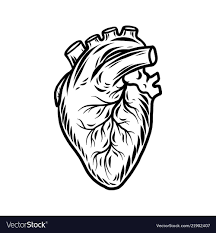Human Heart Organ Icon Hand Drawn Illustration Of Human Heart Organ Vector Icon For Web Design Download A Free Prev Heart Organ How To Draw Hands Human Heart