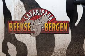 Animal keeper injured at Beekse Bergen; cause unclear