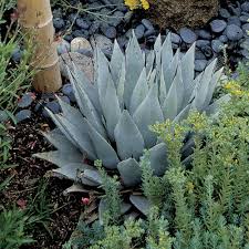 Image result for Indigofera emarginella