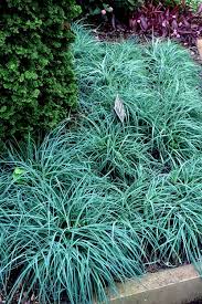 Image result for Carex johnstonii