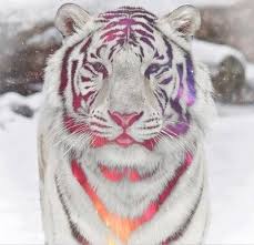 Tigre Blanc Swag Tigre Blanc Royal Tigre Blanc Animaux