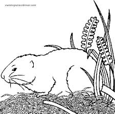 Süßes meerschweinchen bilder drucken ausmalen 2017039 zum ausdrucken ausmalbilder meerschweinchen kostenlos kostenlose ausmalbilder und malvorlagen meerschweinchen zum. Ausmalbilder Von Meerschweinchen Wallpaper Page Of 1 Images Free Download Ausmalbilder Meerschweinchen In Natur