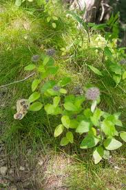 Image result for Clinopodium uhligii