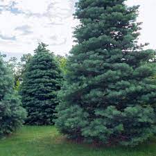 And economically viable methodologies for plant disease and pest management. Concolor Fir For Sale White Fir Trees For Sale Concolor Fir Chief River Nursery