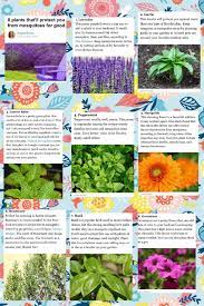 However, make sure you keep any flower arrangements away from tables, because they may attract bees and wasps as much as they repel mosquitoes. 8 Plants To Keep Mosquitoes At Bay Purple Flowers Plants Flowers