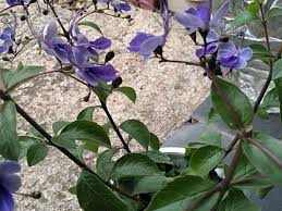 Image result for Rotheca myricoides