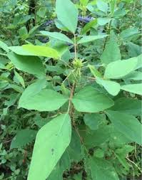 Image result for Desmodium tortuosum