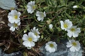 Image result for Cerastium afromontanum