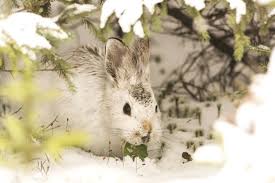 Imagini de fundal cute rabbit este o aplicație pentru toți cei care iubesc să aibă iepuri ca animale de companie. Imagini De Fundal 1925x1286 Px Animal Iepuras Iepure De Camp 1925x1286 Goodfon 1657495 Imagini De Fundal Wallhere
