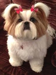 Some Of The Things I Respect About The Smart Shih Tzus Shihtzuswag Shitzu Dogs Shihtzuhaircuts Shih Tzu Dog Dog Bows Shih Tzu Puppy