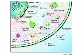 .a depiction of the nucleus and the most important function of the nucleus is to contain the genetic material of the cell but what is the structure. Biogenesis And Function Of Nuclear Bodies Trends In Genetics