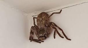 Magu e a aranha gigante, da bruxa !! Mulher Encontra Aranha Gigantesca No Banheiro E Fica Sem Acao Noticias R7 Hora 7