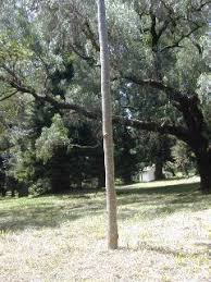 Image result for Polyscias fulva