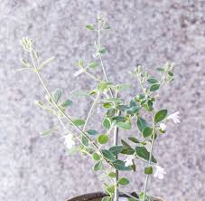 Image result for Micromeria