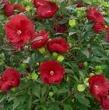 A great pick for containers and small spaces too, this plant will. Summerific Cranberry Crush Hardy Hibiscus Plants For Sale Rose Mallow Free Shipping