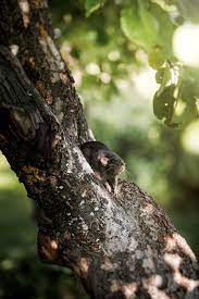 Can Rats Climb Vulcan Termite Pest Control