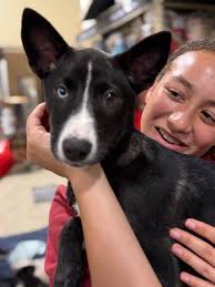 We're over the moon celebrating our 100th adoption at our newest location  in Lancaster! 🥳 Puppy Michelle's adoption marked a milestone at our newly  opened dog adoption center and has had a