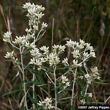 Image result for Fagopyrum snowdenii