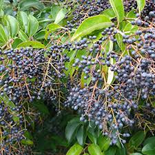 Image result for Ligustrum lucidum