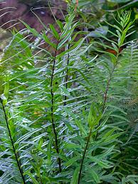 Image result for Pityrogramma