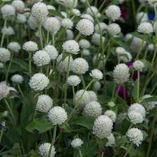 Free for commercial use no attribution required high quality images. Gomphrena Globosa Ping Pong White Gomphrena Globosa Globe Amaranth White Flowers Garden