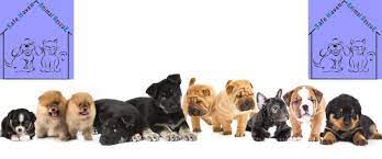 1.866.223.0365 email protected 8108 coronet rd nw edmonton, ab t6e 4p1 phone: Home Safe Haven Animal Rescue