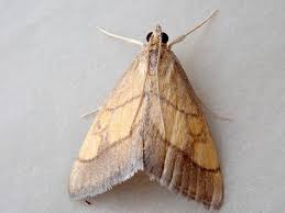 Image result for Evergestis limbata