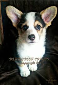 There are 6275 corgi puppies for sale on etsy, and they cost $12.09 on average. A Red Headed Tri Color Pembroke Welsh Corgi Puppy Now Making His Home In Nyc Corgi Cute Corgi Pembroke Welsh Corgi