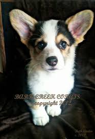 New and used items, cars, real estate, jobs, services, vacation rentals and more virtually anywhere in ontario. A Red Headed Tri Color Pembroke Welsh Corgi Puppy Now Making His Home In Nyc Cute Corgi Corgi Pembroke Welsh Corgi
