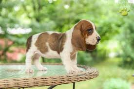 Basset hound puppies for sale. Lila Basset Hound Puppy For Sale In Newburg Pa Happy Valentines Day Happyvalentinesday2016i