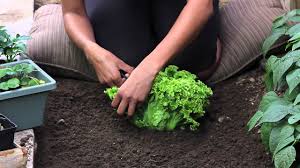 We did not find results for: How To Cut Lettuce So It Keeps Growing The Chef S Garden Youtube