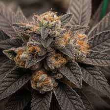 Permanent Marker Feminized - Marijuana SA