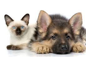 Check spelling or type a new query. Northside Emergency Pet Clinic 11 Photos 73 Reviews Emergency Pet Hospital 945 W 124th Ave Westminster Co United States Phone Number
