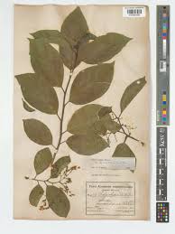 Image result for Ehretia cymosa