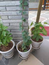 Image result for Cissus rotundifolia