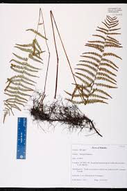 Image result for Thelypteris confluens