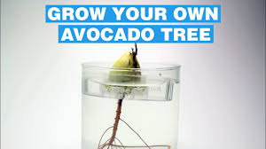 Check spelling or type a new query. Avoseedo Grow Your Own Avocado Tree Youtube