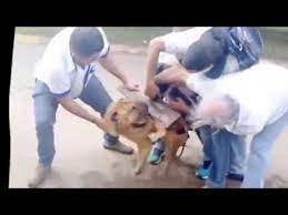 Video crocodile dans notre sélection choc en streaming. Un Pit Bull Attaque Un Chien Sans Defense Youtube