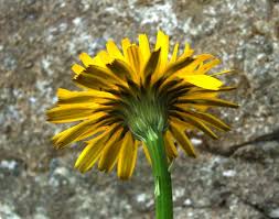 Image result for Hypochaeris radicata