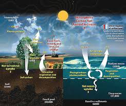 Carbon Cycle Wikipedia