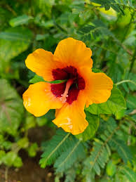 Image result for Hibiscus micranthus