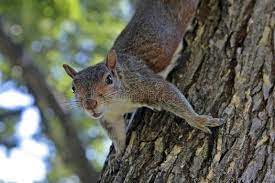 Squirrel On A Tree Squirrel Down Head On A Tree Ad Squirrel Tree Head Ad Squirrel Photo Image