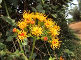 Image result for Gynura scandens