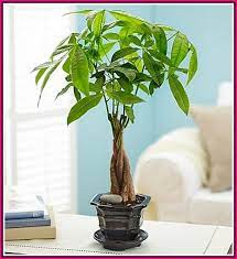 Proven Ways To Make The Garden Grow Simple Garden Ideas Money Tree Plant Trees To Plant Money Trees