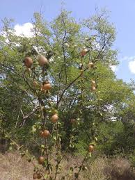 Image result for Tinnea aethiopica