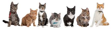 how many cat breeds are there pet happy com