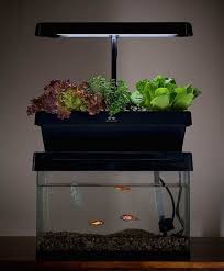 10 Items Needed To Start A Small Aquaponic Garden Aquaponic Gardening Aquaponics System Backyard Aquaponics
