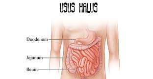 We did not find results for: Fungsi Usus Halus Pengertian Struktur Bagiannya Lengkap
